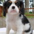 magnifique-chiot-cavarlier-charles-kings-a-donner